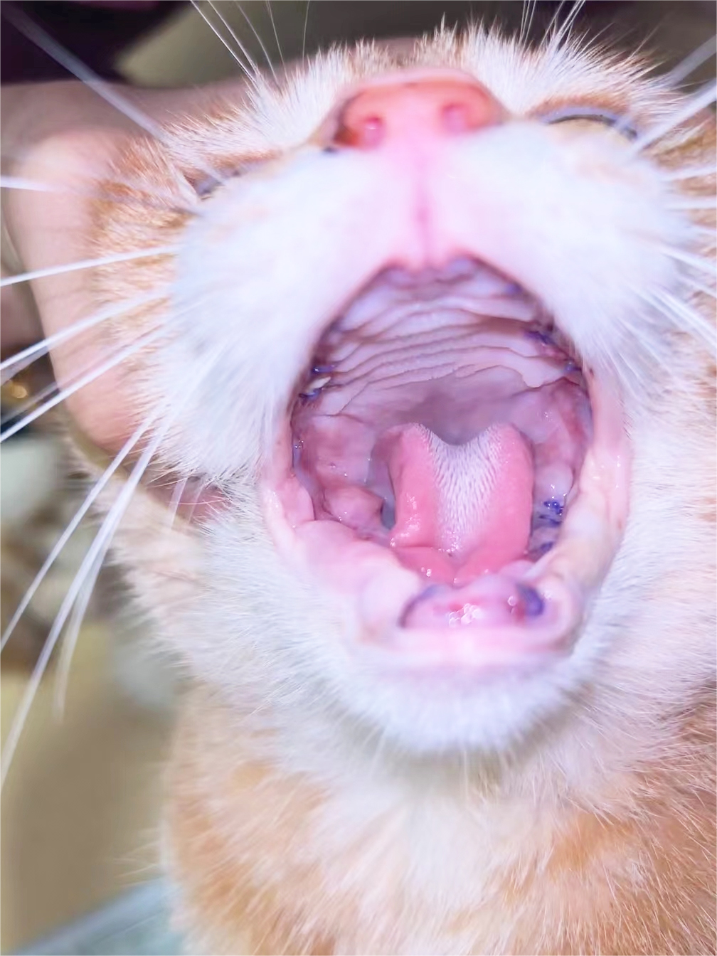 VetMedix casu Sharing丨alta potentia laser promovet Postoperative sanationem plena oris extraction Ob stomatitis