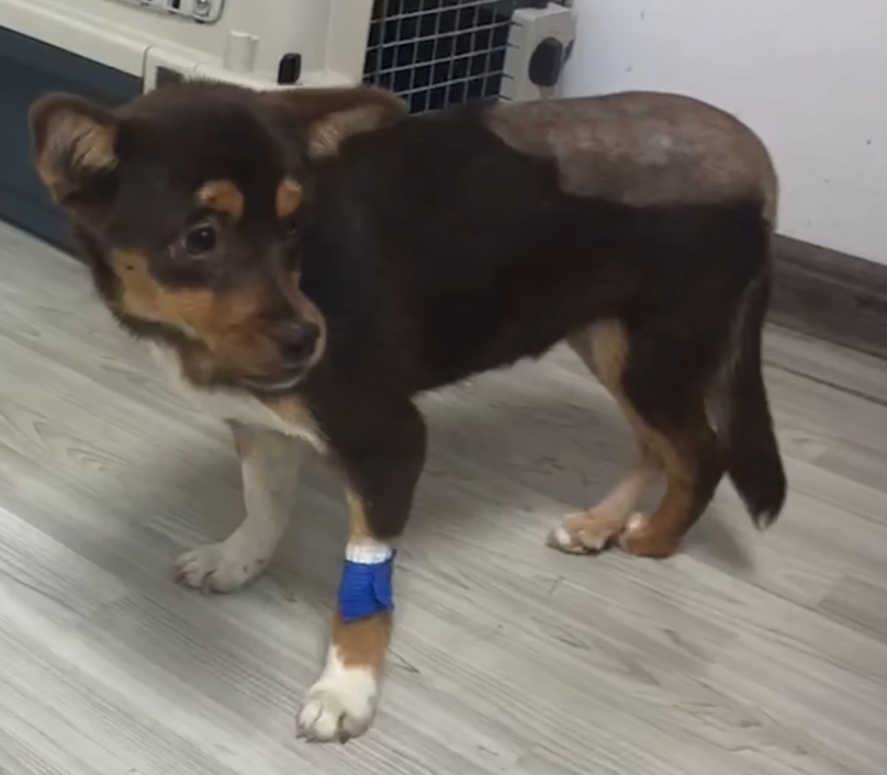 Vetmedia causa Socius 丨 summus potentia laser treatment of Acetabular Fossa & Femoralis Fracturae