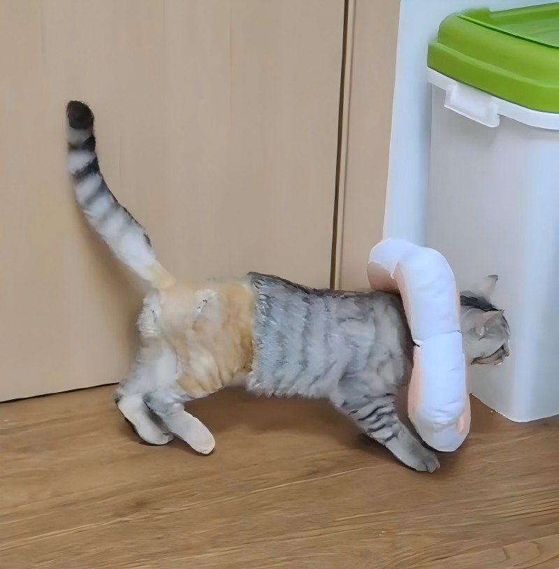 Vetmedia causa sharing 丨 princeps virtutis laser treatment of femoris tibialis fracturae