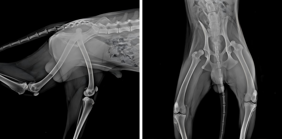 Vetmedia Causa Socius 丨 High Power laser improves postoperative RESTITUTIO de Bilateral Femoralis Delocation