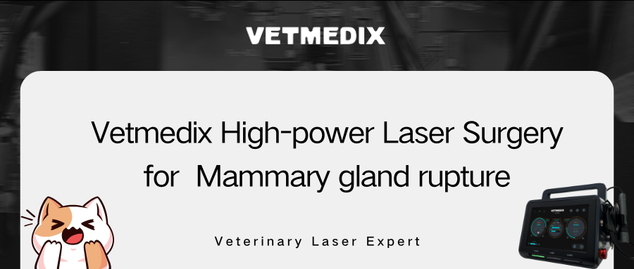 VETMEDIX casu Sharing丨High Power laser Surgery for Mammary Gland Rupture