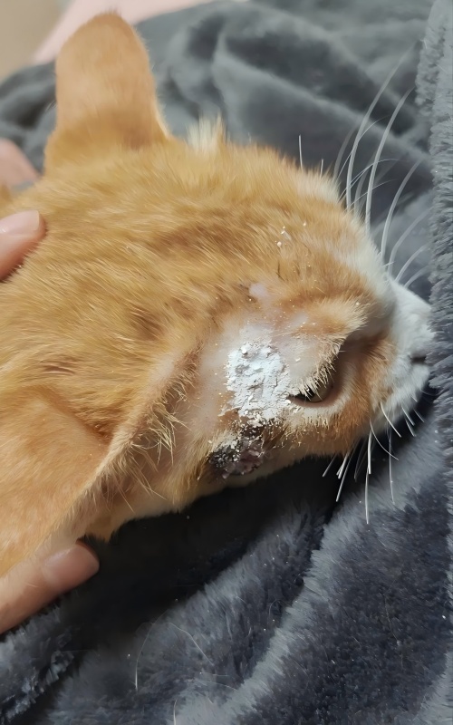 Vetmedix Causa Socius 