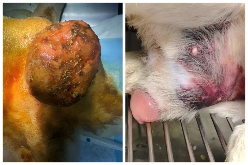 Vetmedix Causa Socius 