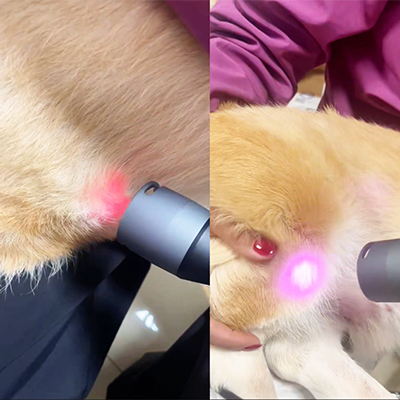 Vetmedix Case Sharing丨Applicationem Casus classis 4 Laser Lorem pro Genu Coniuncta Laesio + Postoperative Cura Pro Vesicae Lapidibus