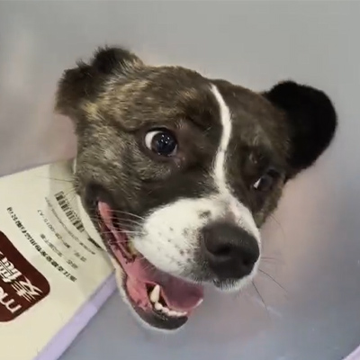 Vetmedix Casus Report丨 Usus Veterinarii Laser Therapy in tractando Acuti Neuritis in Canino Patiens