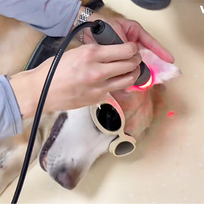 VetMedix Causa Sharing丨Applicationem Casus Laser Therapy in tractando Aural Hematoma