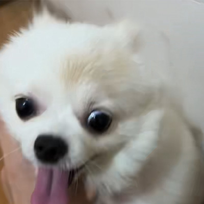 Vetmedix Causa Socius 