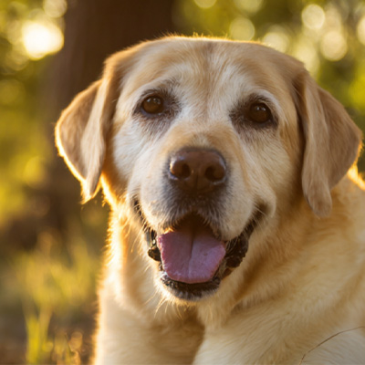 VetMedix Casus Socius 